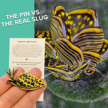 Load image into Gallery viewer, Black-and-gold Sapsucking Slug (Cyerce Nigricans) Wildlife Conservation Pin