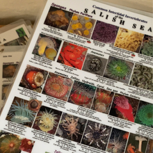Load image into Gallery viewer, EZ Guide to Common Intertidal Invertebrates of the Salish Sea