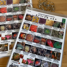 Load image into Gallery viewer, EZ Guide to Common Intertidal Invertebrates of the Salish Sea