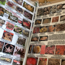 Load image into Gallery viewer, EZ Guide to Common Intertidal Invertebrates of the Salish Sea