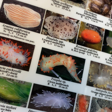 Load image into Gallery viewer, EZ Guide to Common Intertidal Invertebrates of the Salish Sea
