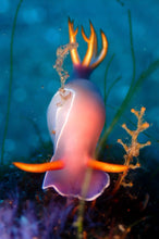 画像をギャラリービューアに読み込む, Purple Nudibranch (Hypselodoris apolegma) Wildlife Conservation Pin