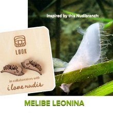 Load image into Gallery viewer, Wood Nudibranch Earring Studs | Collaboration with LookbyLindsay | Anna's Chromodoris and Hooded Nudibranch