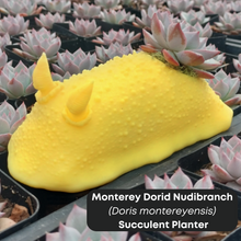 画像をギャラリービューアに読み込む, Hanging Nudibranch Succulent Planters by Reef Renders