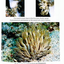 Load image into Gallery viewer, Nudibranch Behavior Book by David Behrens
