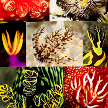 Load image into Gallery viewer, Nudibranch Behavior Book by David Behrens