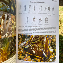 Load image into Gallery viewer, Nudibranch Behavior by David Behrens