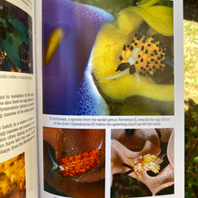 Load image into Gallery viewer, Nudibranch Behavior by David Behrens