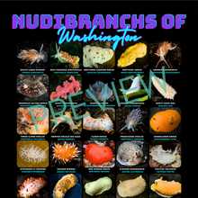 画像をギャラリービューアに読み込む, I LOVE NUDIS™ Nudibranchs of Washington Black T-shirt with Photos & Common/Scientific Names