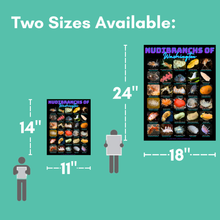 Load image into Gallery viewer, PNW Nudibranchs of Washington Photographic Poster with Identification Names on desk