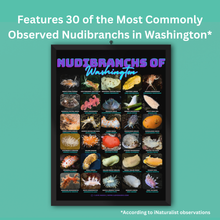 Load image into Gallery viewer, PNW Nudibranchs of Washington Photographic Poster with Identification Names on desk