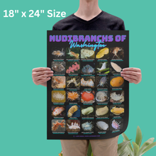 Load image into Gallery viewer, PNW Nudibranchs of Washington Photographic Poster with Identification Names on desk