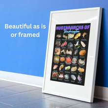 Load image into Gallery viewer, PNW Nudibranchs of Washington Photographic Poster with Identification Names on desk