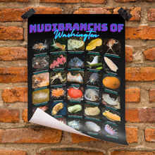 Load image into Gallery viewer, PNW Nudibranchs of Washington Photographic Poster with Identification Names on desk