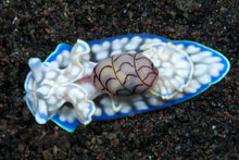 Load image into Gallery viewer, Miniature Melo Bubble Snail (Micromelo undatus) Wildlife Conservation Pin