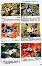 Load image into Gallery viewer, Nudibranch and Sea Slug Identification - Indo-Pacific 2nd Edition