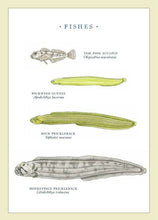 Load image into Gallery viewer, Fylling's Illustrated Guide to Pacific Coast Tide Pools