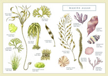 Load image into Gallery viewer, Fylling's Illustrated Guide to Pacific Coast Tide Pools