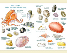 Load image into Gallery viewer, Fylling's Illustrated Guide to Pacific Coast Tide Pools