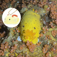 Load image into Gallery viewer, Small Nudibranch Plushie Keychains