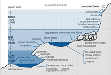 Load image into Gallery viewer, Pacific Intertidal Life Inside