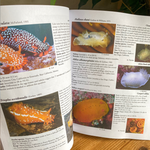 Load image into Gallery viewer, Nudibranchs & Sea Slugs of the Eastern Pacific