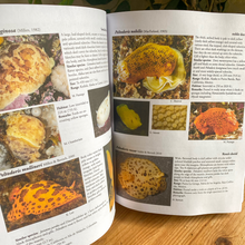 Load image into Gallery viewer, Nudibranchs & Sea Slugs of the Eastern Pacific