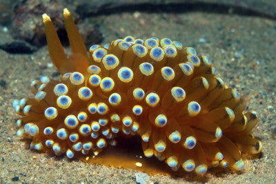 Nudibranchs – All Your Questions Answered!