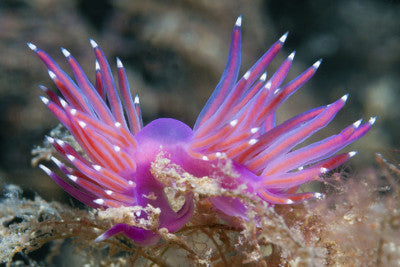 Nudibranchs - Facts about the World's Prettiest Slugs