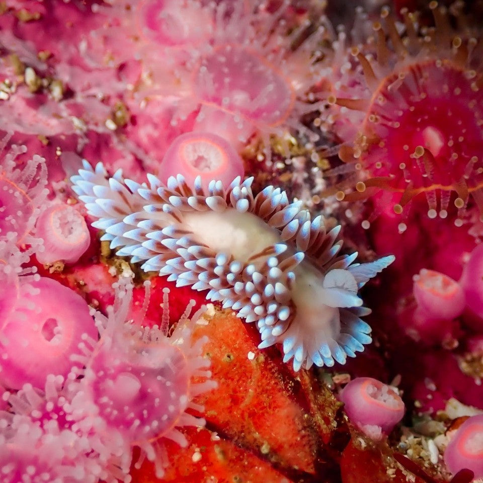 Top Nudibranch Photos from August 2023