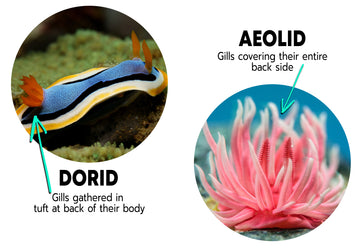 What is a Nudibranch?