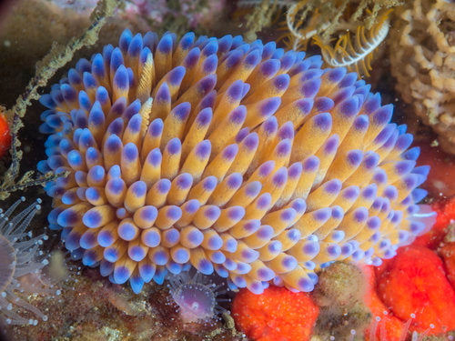 The Strange and Magnificent Nudibranchs of the Cape