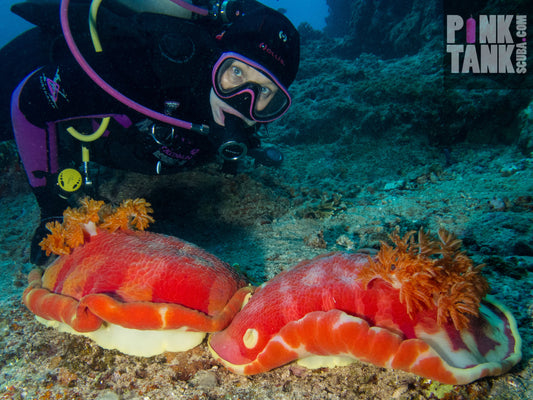 Let's Learn about Nudibranchs - SIZE