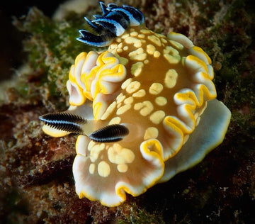 Top Nudibranch Photos from July 2023