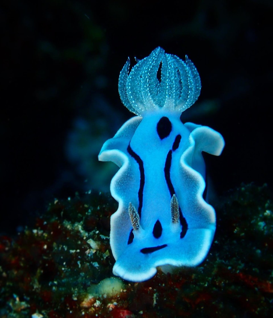 Top Nudibranch Photos from June 2023