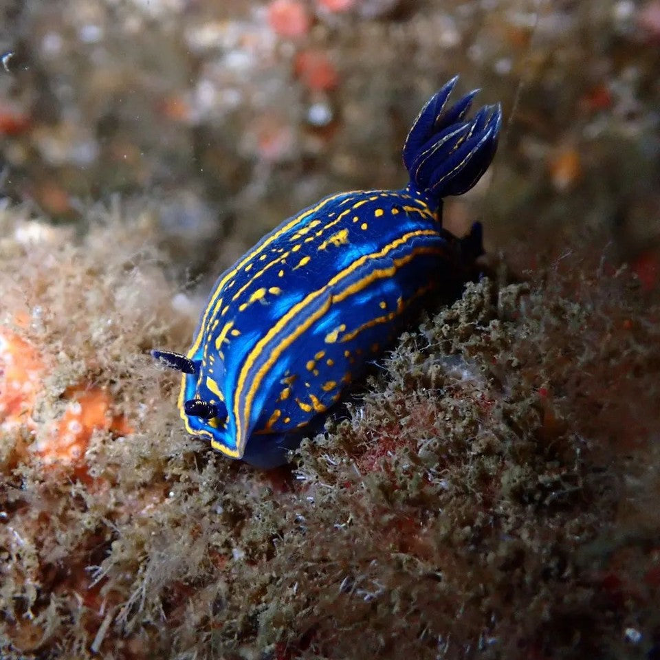 Top Nudibranch Photos from May 2023