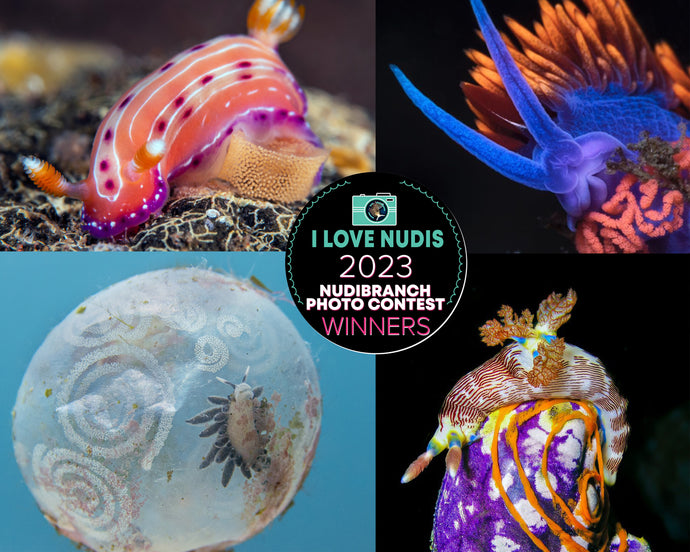 2023 Nudibranch Egg Photo Contest Winners