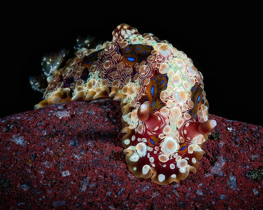 Top Nudibranch Photos from October 2023