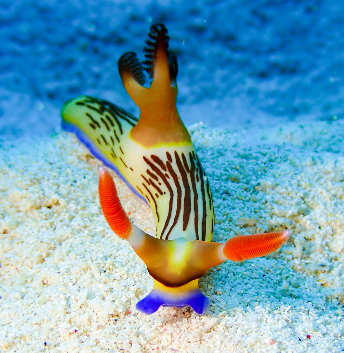 Nudibranchs of Japan