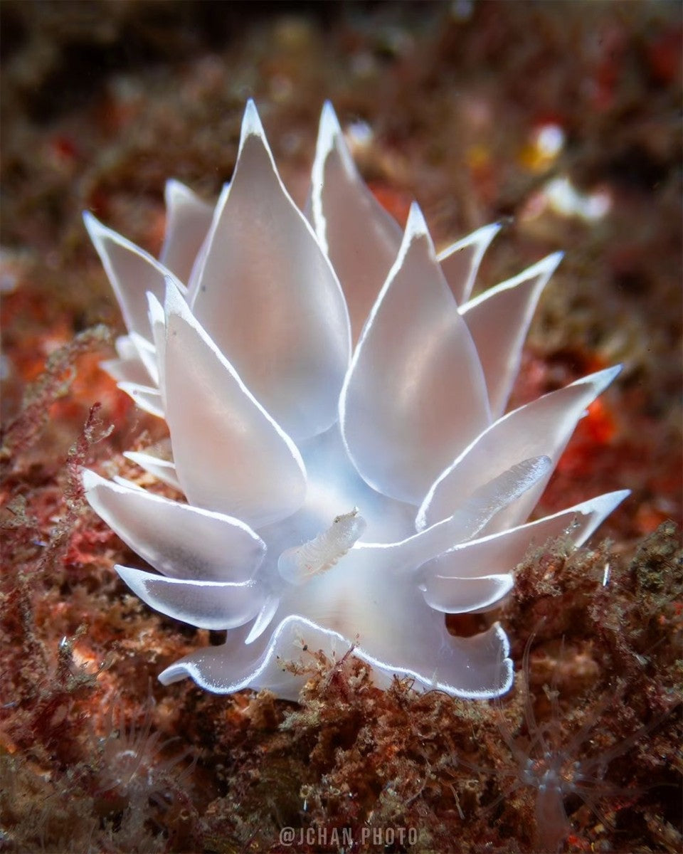 Top Nudibranch Photos from September 2023