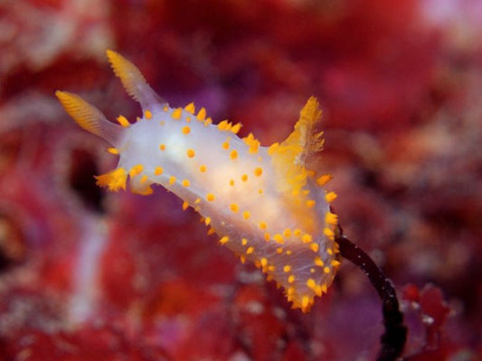 Nudibranchs: Beautiful but Dangerous Marine Creatures