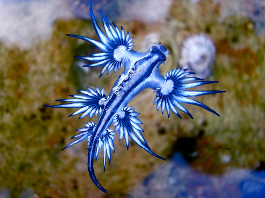 Characteristics of Indo-Pacific Nudibranchs