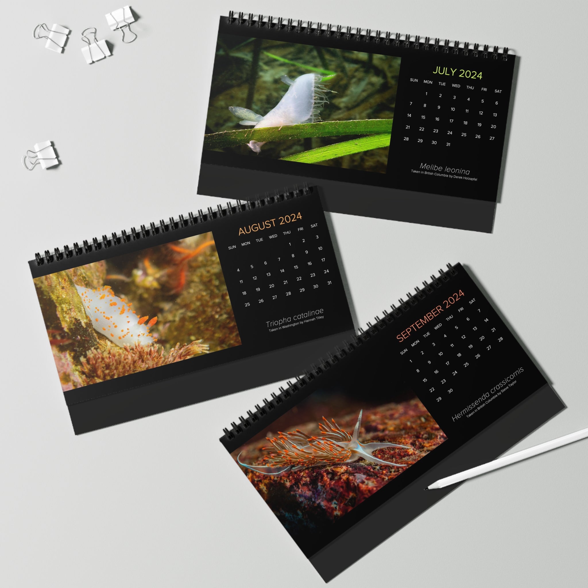 XXX PNW NUDI CALENDAR 2024 Pacific Northwest Nudibranch 12 Month Tab