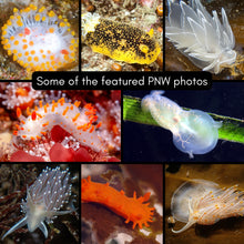 Load image into Gallery viewer, 2025 PNW XXX Nudibranch Table/Desktop Monthly Calendar
