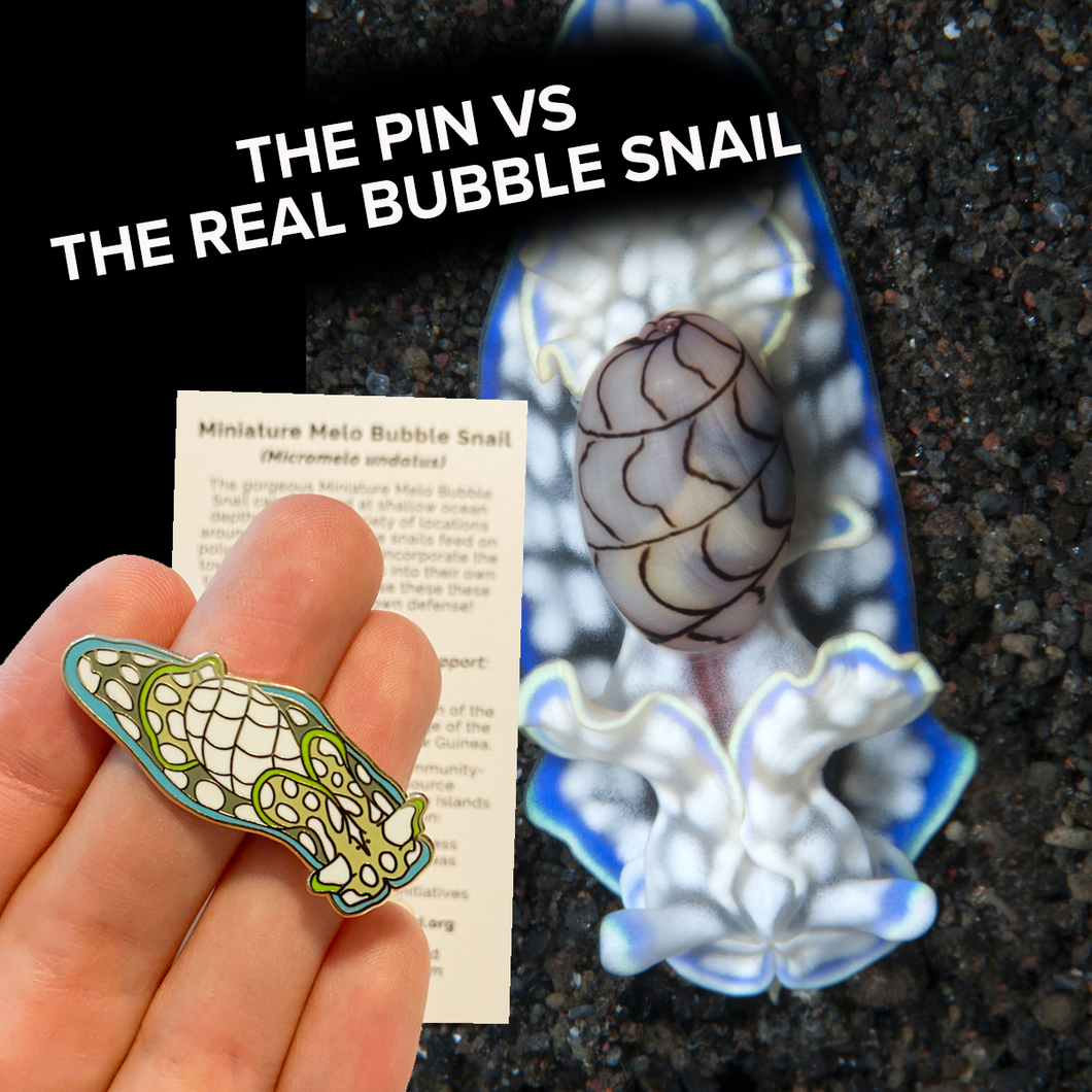 Miniature Melo Bubble Snail (Micromelo undatus) Wildlife Conservation Pin