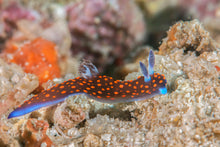 Load image into Gallery viewer, Nembrotha Nudibranch Wildlife Conservation Pin
