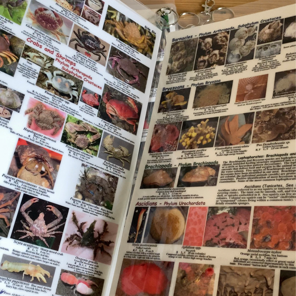 Inside Invertebrates EZ Guide to Common Intertidal Invertebrates of the Salish Sea – I LOVE ...
