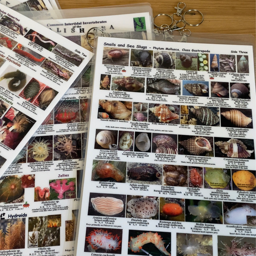 Inside Invertebrates EZ Guide to Common Intertidal Invertebrates of the Salish Sea – I LOVE ...