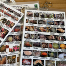 Load image into Gallery viewer, EZ Guide to Common Intertidal Invertebrates of the Salish Sea
