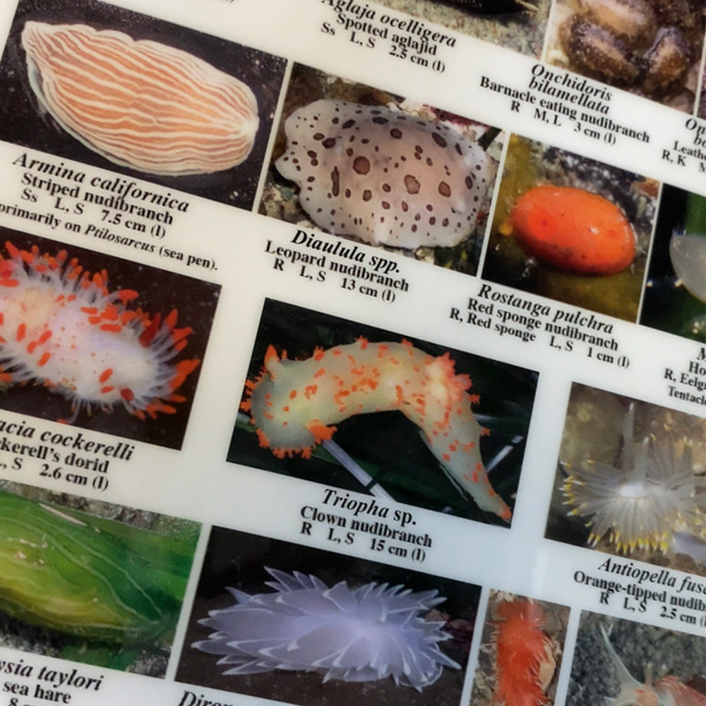Inside Invertebrates EZ Guide to Common Intertidal Invertebrates of the Salish Sea – I LOVE ...